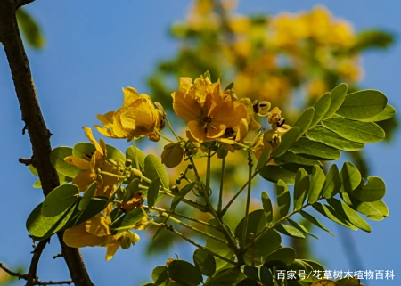 无论从药用还是观赏,这种植物都是值得大家了解 第5张 无论从药用还是观赏,这种植物都是值得大家了解 第5张